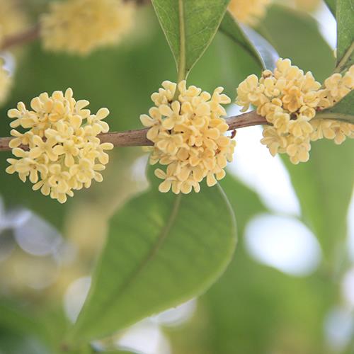 校園里的桂花開(kāi)了，真的太太太香了！